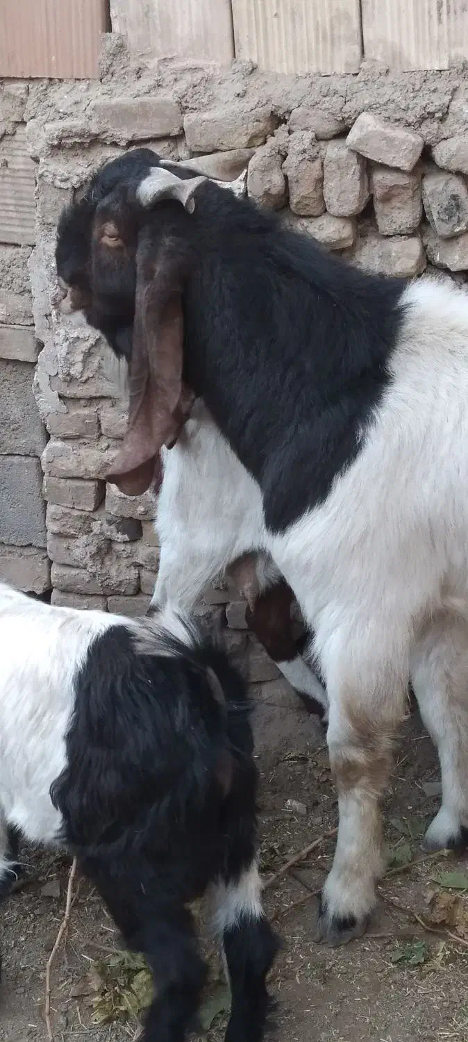 نربز پاکستانی ۶۴۶۲طوطیی ۵۷۱دودندان۰۹۳۳|حیوانات مزرعه|سبزوار, میدان بار|دیوار