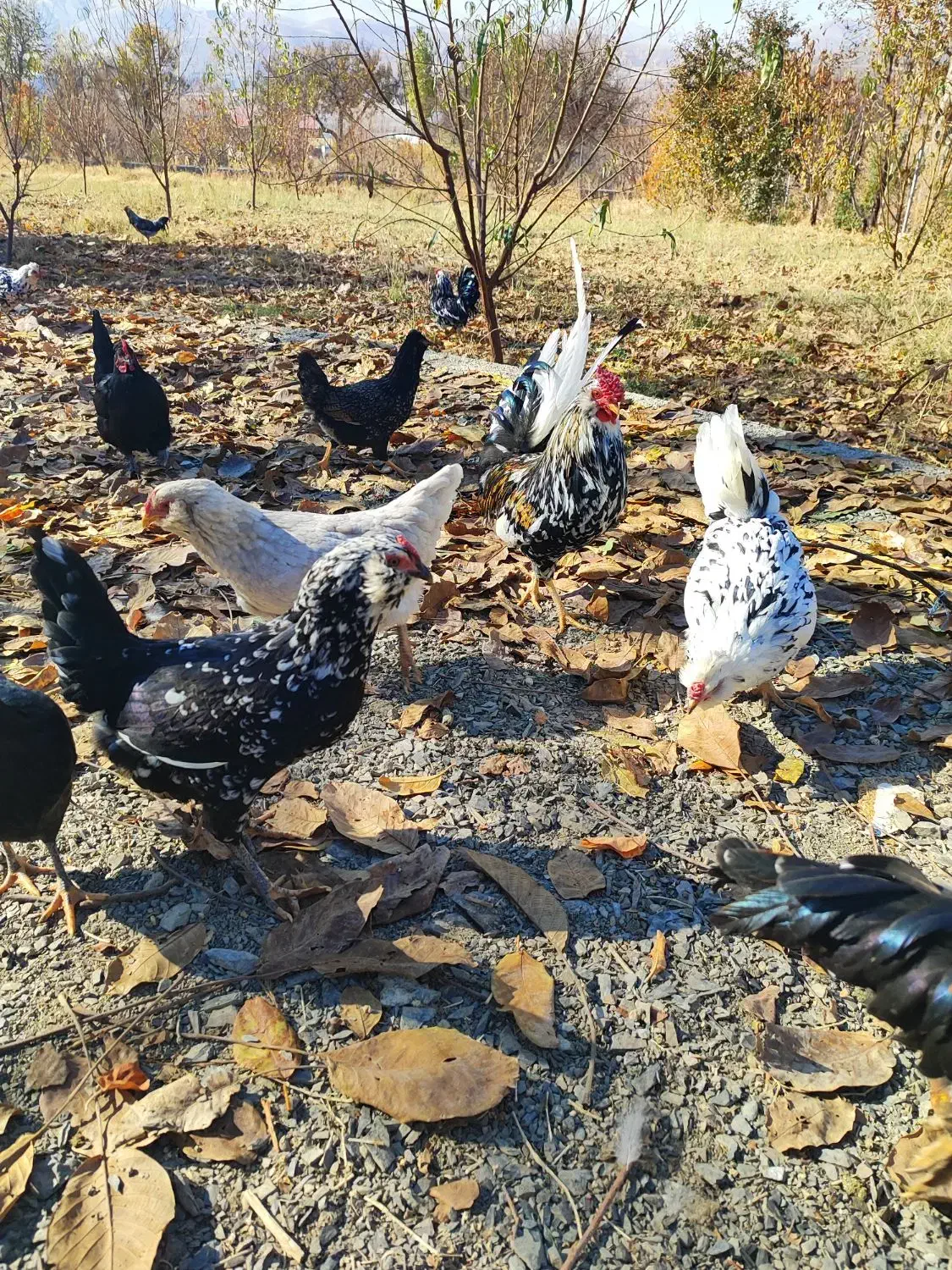 تخم مرغ نطفه دار گلین|حیوانات مزرعه|سنندج, |دیوار