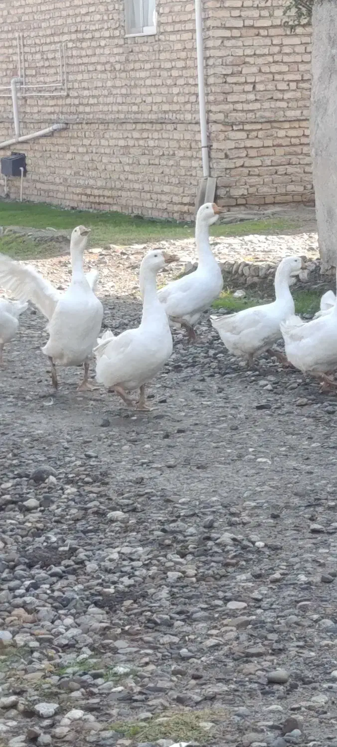 قوقاز|حیوانات مزرعه|سیمین شهر, |دیوار