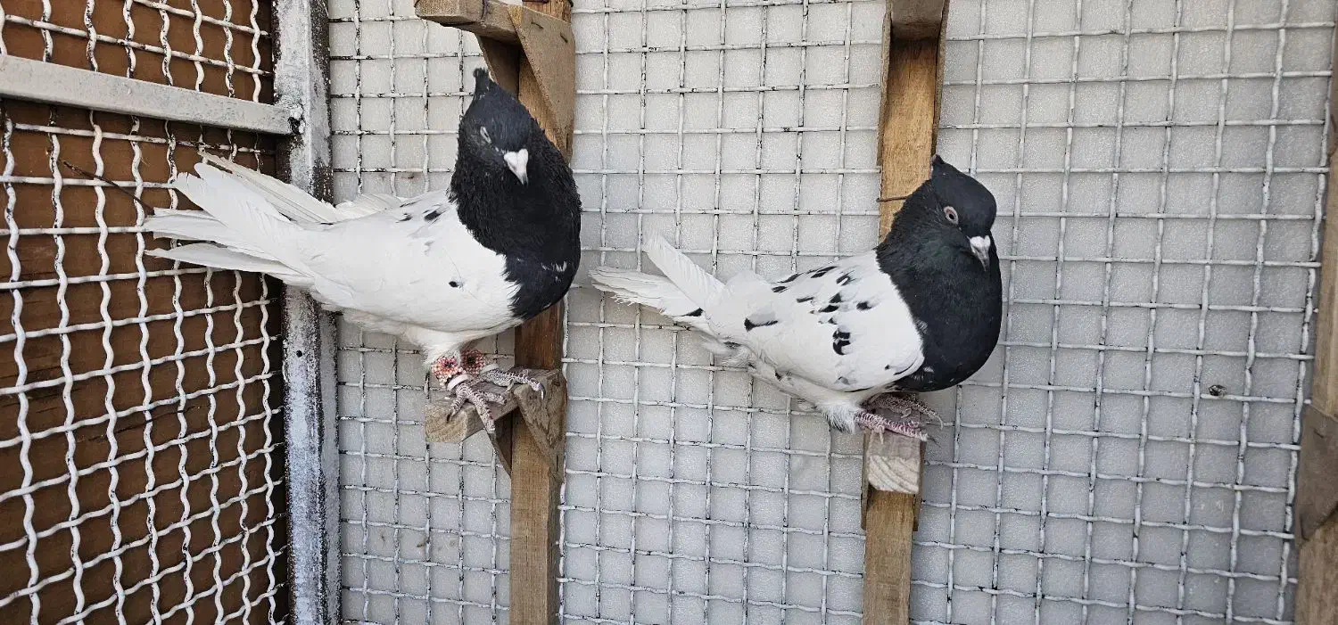 جفت کله سیاه|پرنده|مرودشت, فاز دوم شهرک فرهنگیان|دیوار