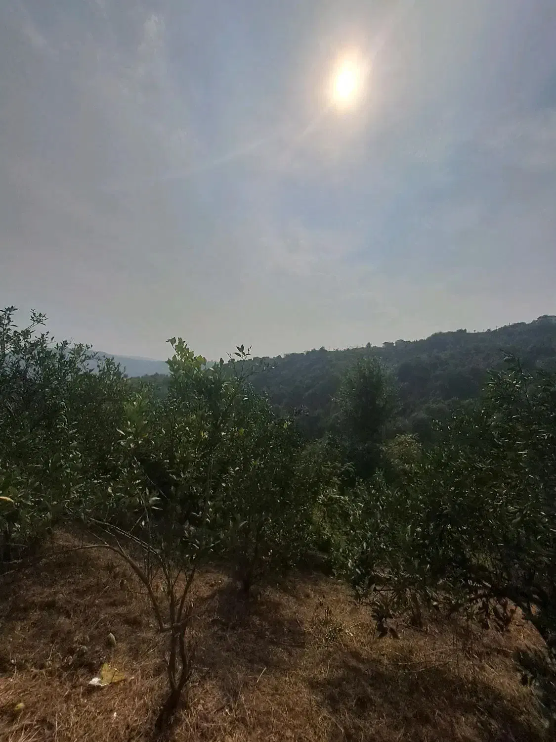 زمین مسکونی با جواز ساخت در مجموعه اربکله|فروش زمین و ملک کلنگی|کتالم و سادات شهر, |دیوار