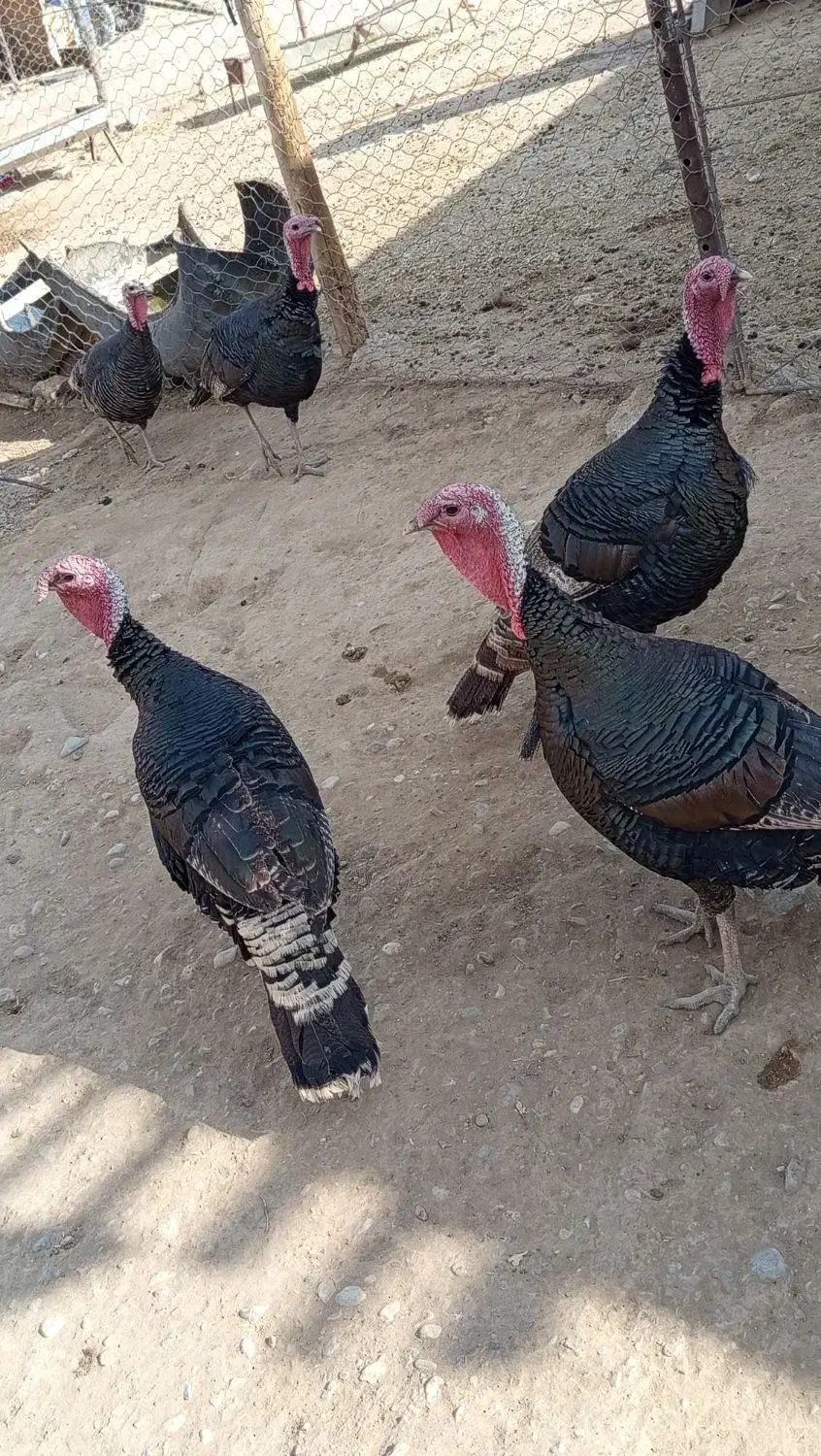 بو قلمو|حیوانات مزرعه|افشار, |دیوار