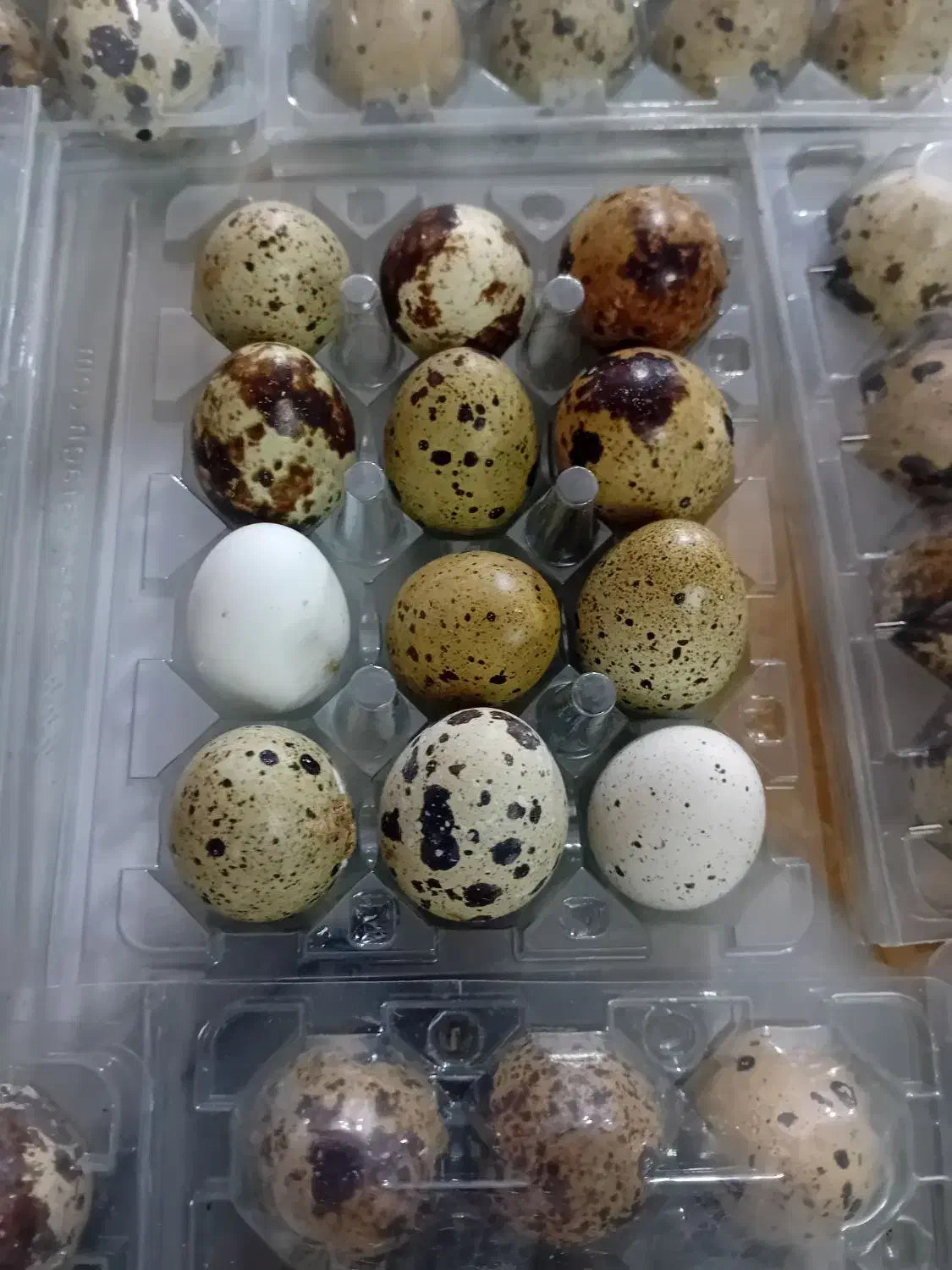 تخم بلدرچین تازه بسته ای ۵۰هزارتومان|خوردنی و آشامیدنی|آبکوه, |دیوار