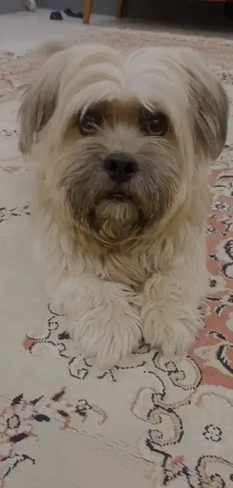 جفت شیتزو|سگ|مشهد, آیت الله خامنه‌ای|دیوار