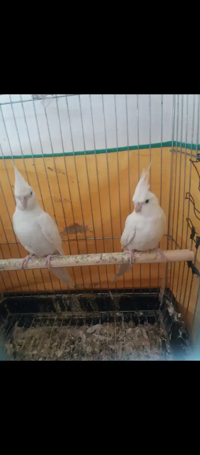 جفت عروس هلندی آلبینو مولد|پرنده|اردبیل, |دیوار