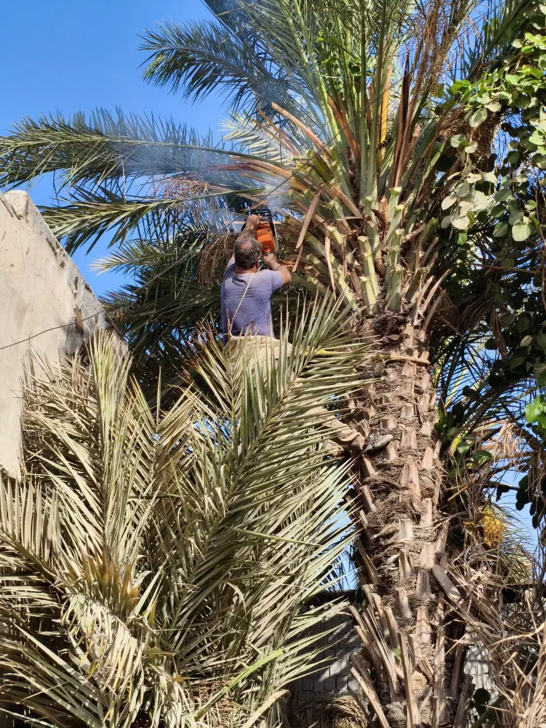 قطع برش نخل و درخت و دیمیت|خدمات باغبانی و درختکاری|بندر گناوه, |دیوار