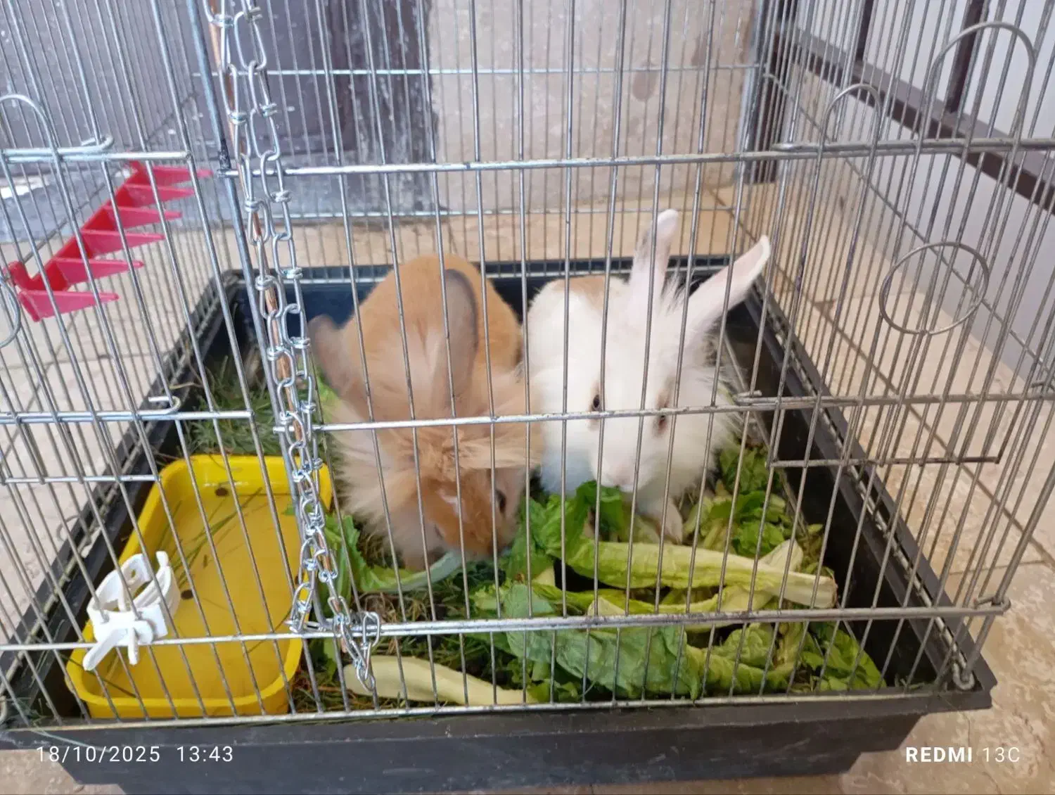 دوتا خرگوش نروماده باقفس|موش و خرگوش|سنندج, |دیوار