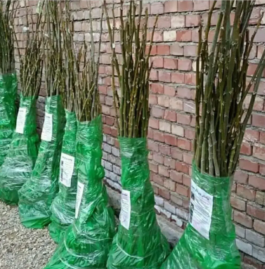 نهالستان فروش نهال های گردو بادام و صنوبر|خدمات باغبانی و درختکاری|مریوان, |دیوار