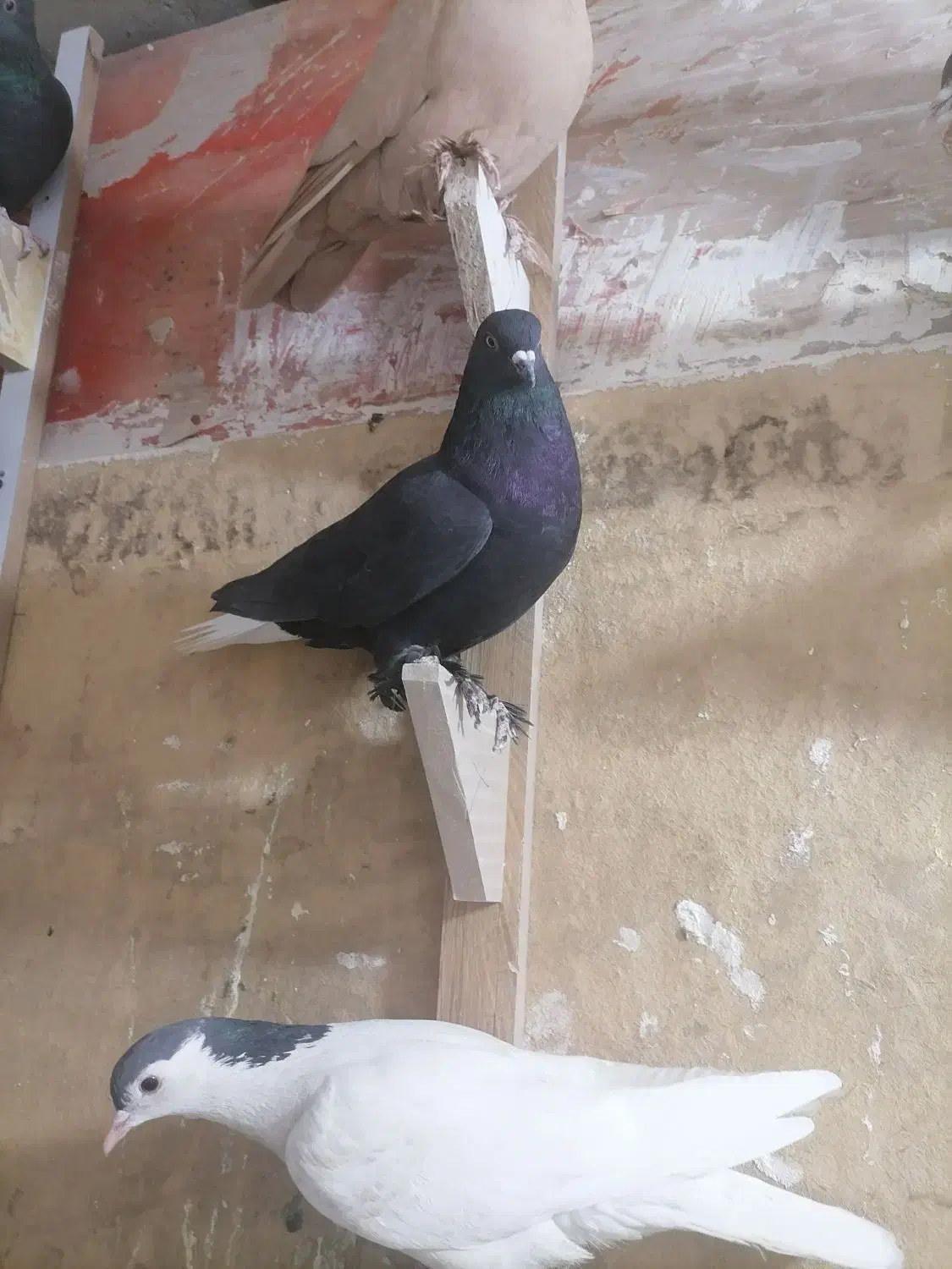 ماده زاغ دمسفید|پرنده|کرمان, |دیوار