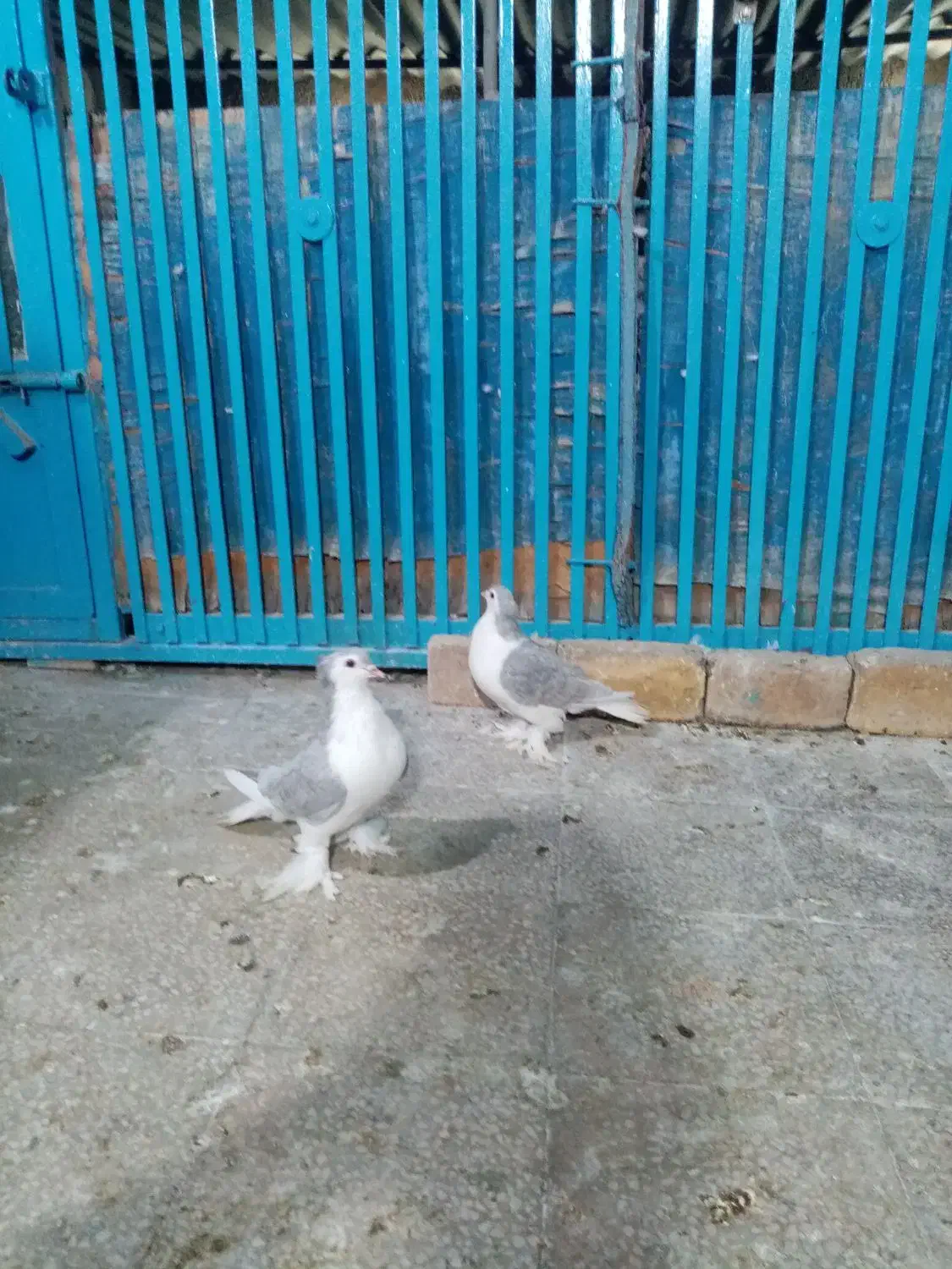 پلاس لاهور الماسی|پرنده|قم, کیوانفر|دیوار