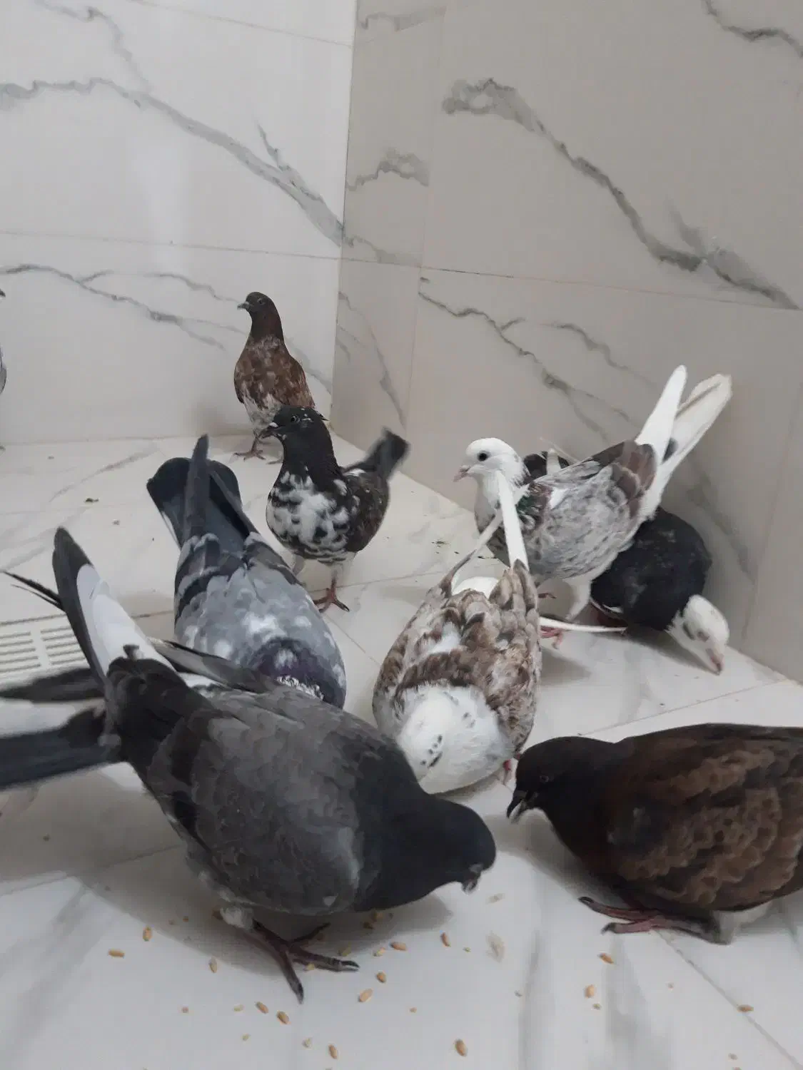 کبوتر جوجه عالی|پرنده|قرچک, پارک جنگلی|دیوار