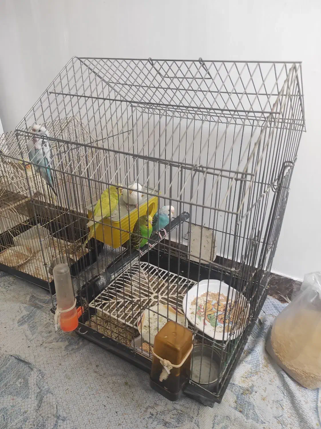 5 عدد مرغ عشق و 1 عدد عروس هلندی|پرنده|شهریار, شهرک وائین|دیوار