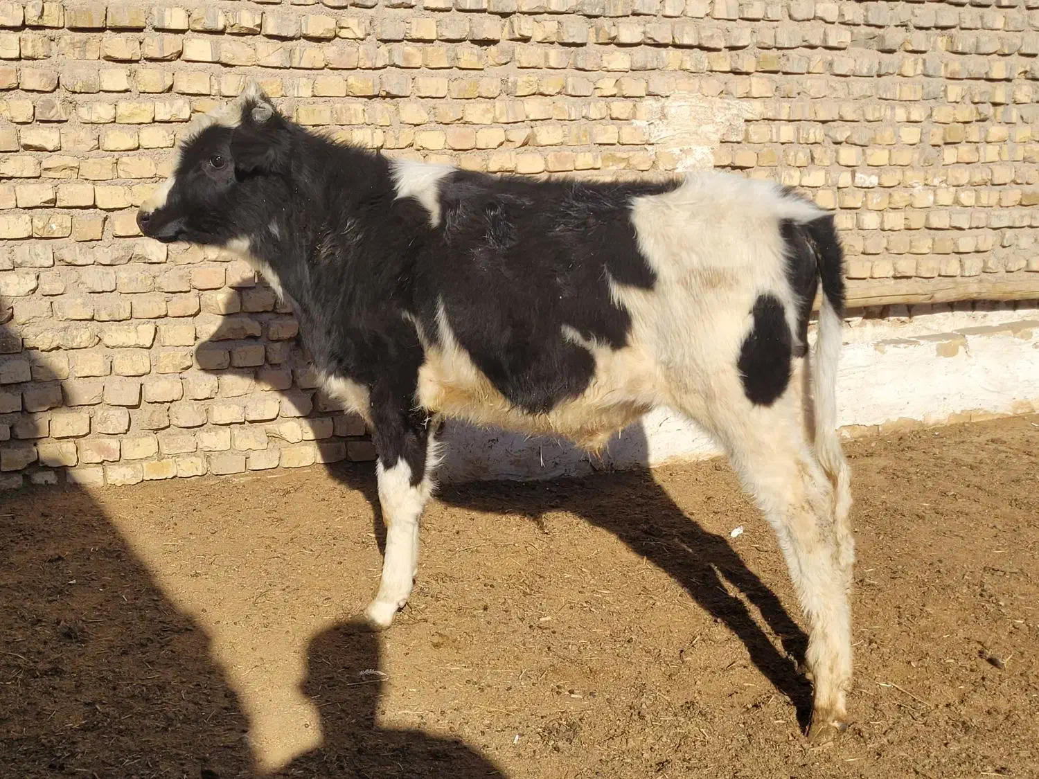 حیوانات|حیوانات مزرعه|قزوین, |دیوار