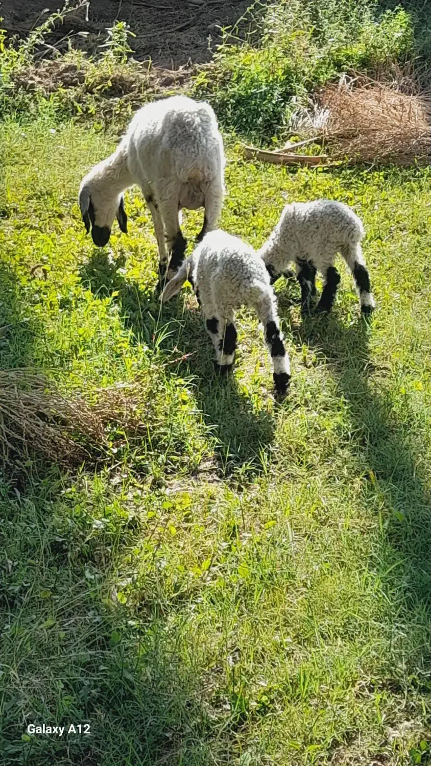 میش دوبره|حیوانات مزرعه|بم, |دیوار