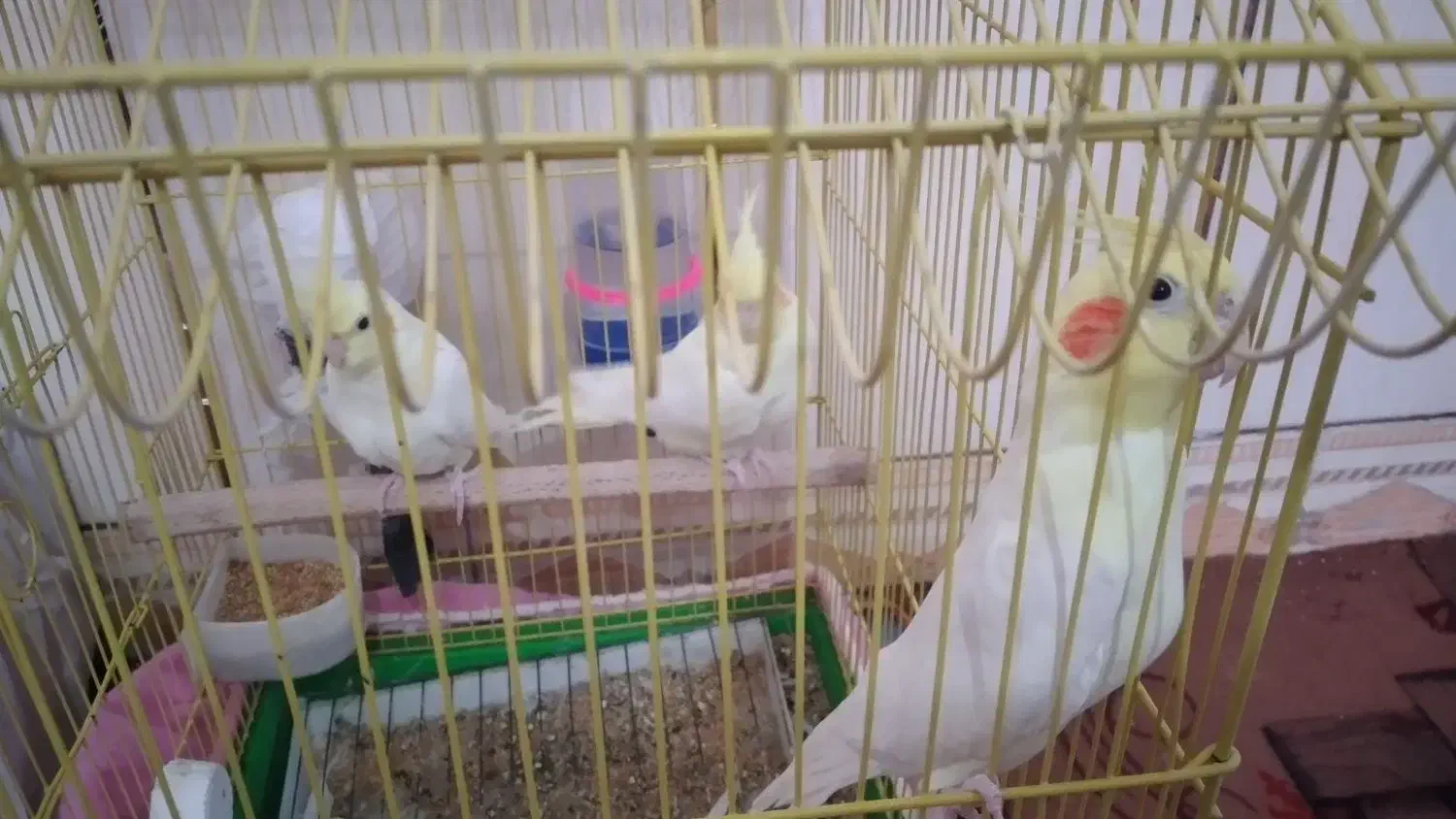 عروس هلندی|پرنده|هامون, |دیوار