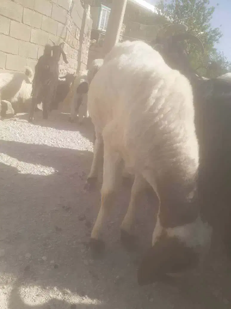 فروش یک راس میش و یک راس بز داشتی خوب|حیوانات مزرعه|یاسوج, |دیوار