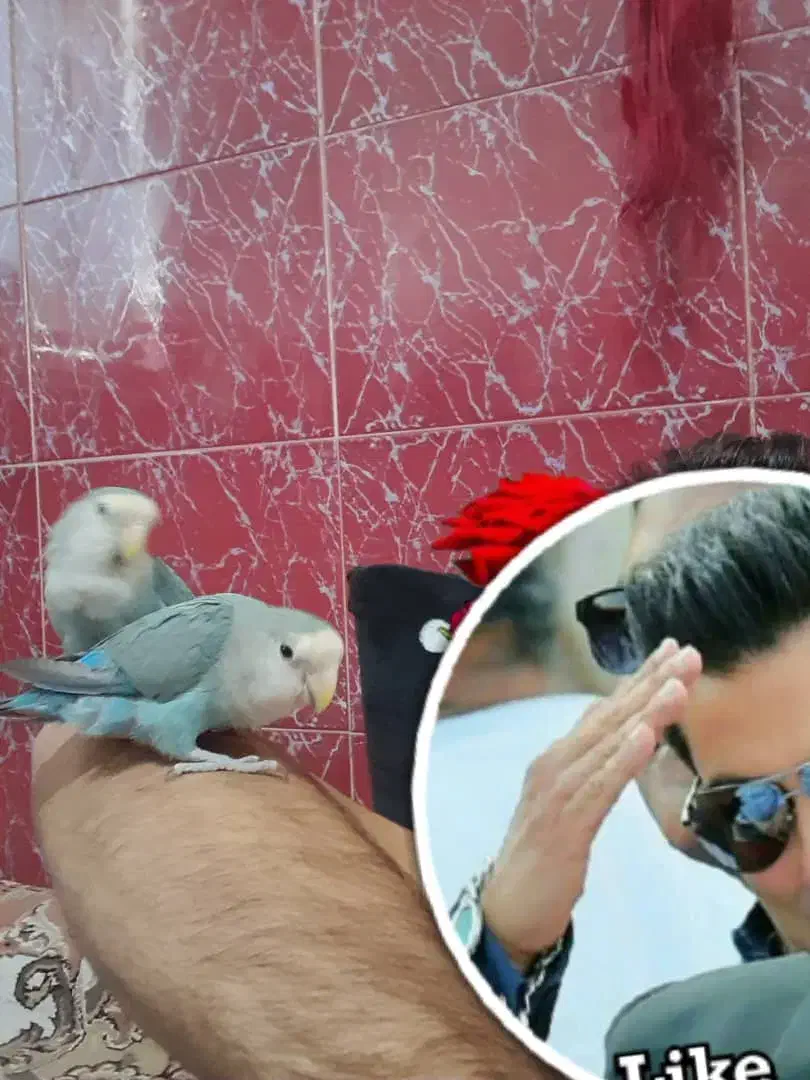 طوطی کوتوله برزیلی کوهچنار|پرنده|کوه چنار, |دیوار