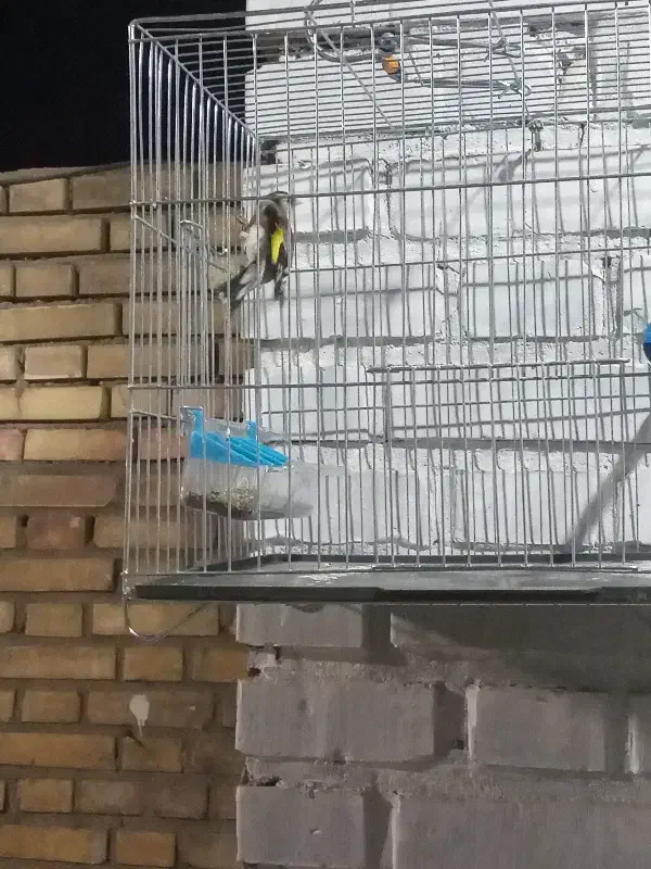 سهره سرخ وحش امسال|پرنده|اندیمشک, |دیوار