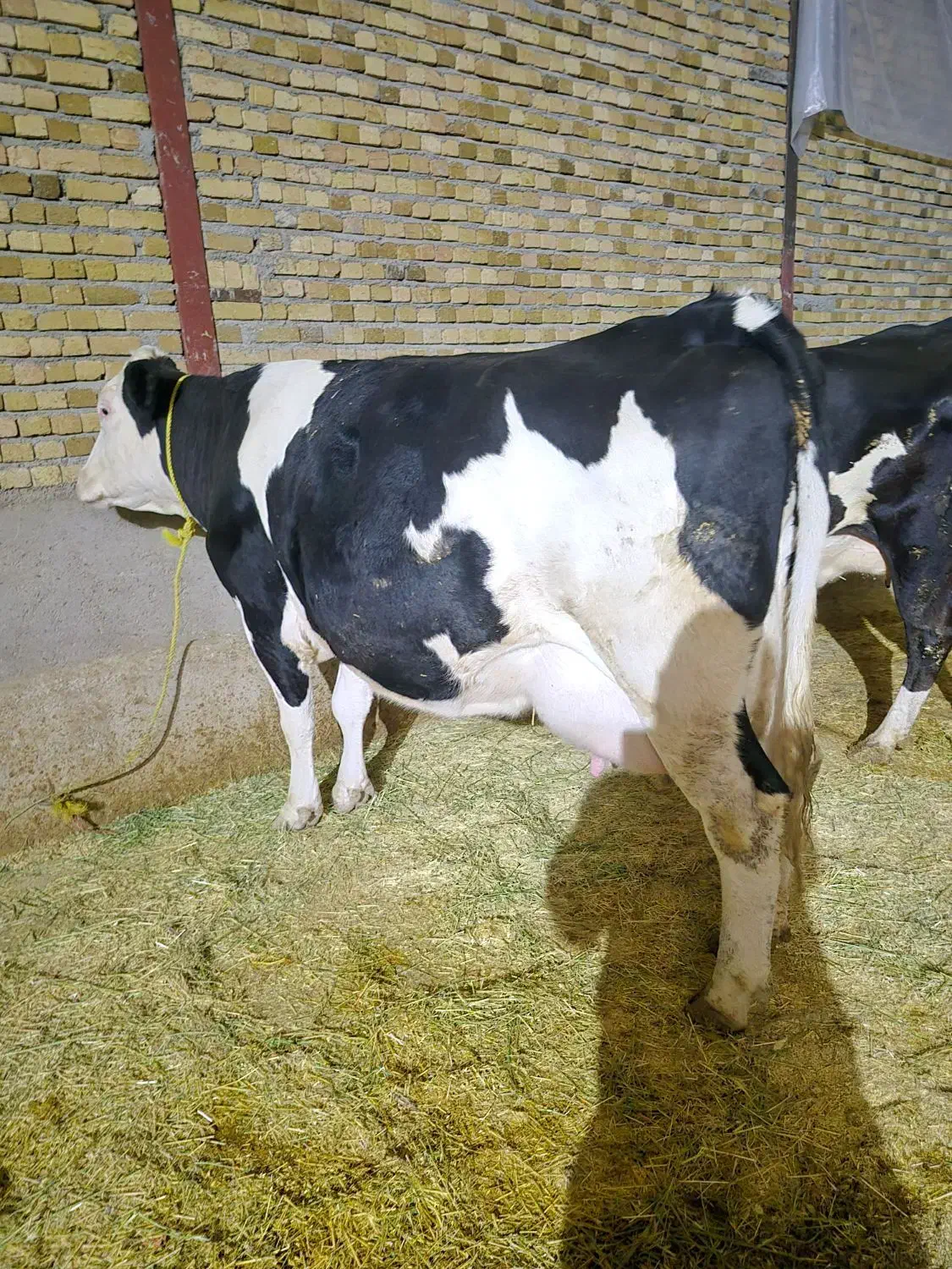 گاو سیمنتال مونت 40کیلوشیرباگوساله ماده|حیوانات مزرعه|بروجرد, |دیوار