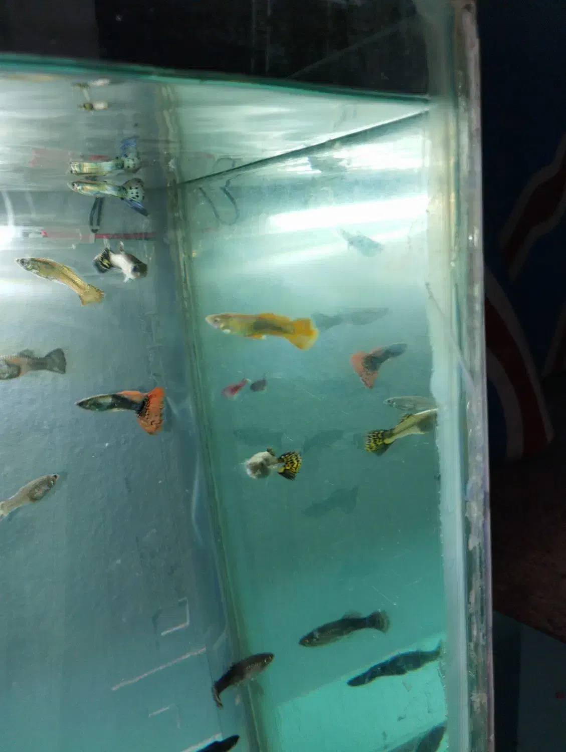 گوپی رد و بلو|ماهی|تربتحیدریه, منصوریه|دیوار