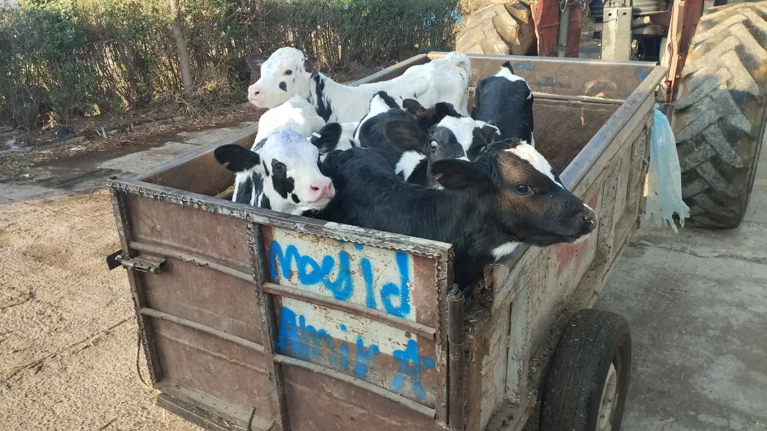 گوساله نرشیرخواره ۲۰۰راس فروشی|حیوانات مزرعه|آبیک, |دیوار