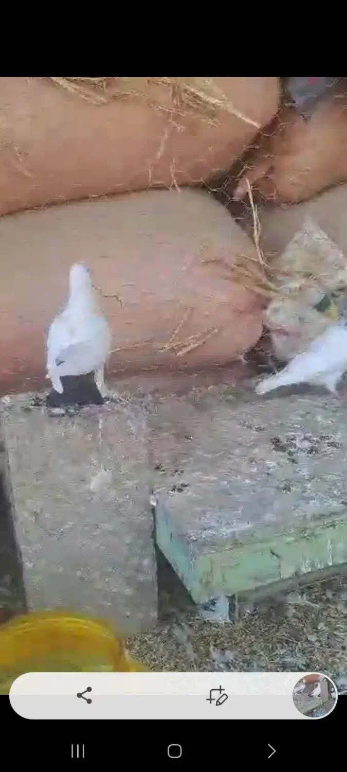 کبوتر دم سیا|پرنده|لنده, |دیوار