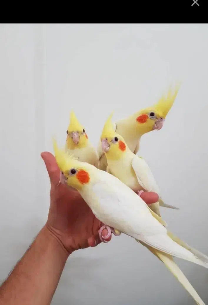 عروس هلندی لوتینو زعفرانی دوماه دستی|پرنده|کرج, کمالشهر|دیوار