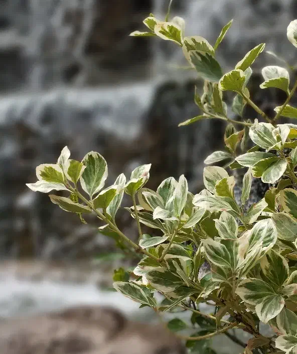 منزل اجاره ای مفتح|اجارهٔ خانه و ویلا|بیرجند, |دیوار