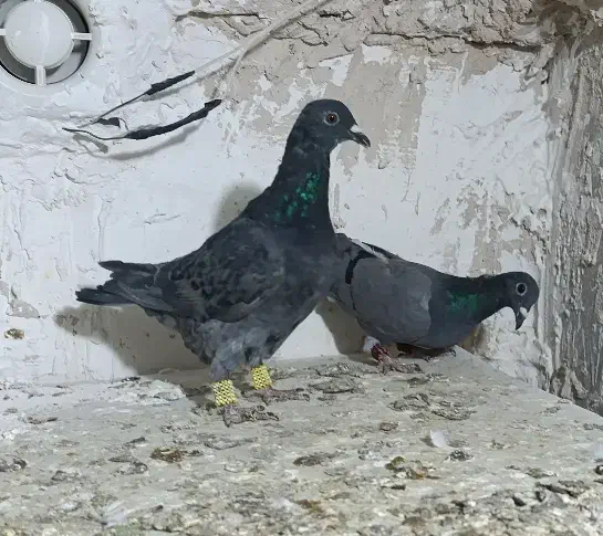 سه تا ماده سبز جوجه سار|پرنده|تربتحیدریه, پارک کاشانی|دیوار