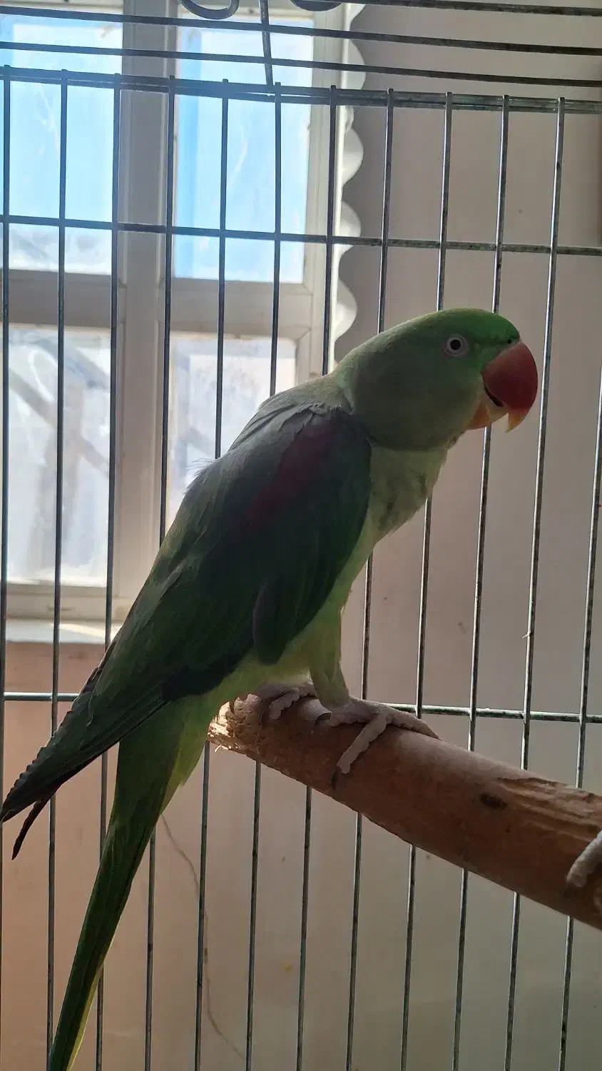 شاه طوطی ماده|پرنده|مهران (هرمزگان), |دیوار