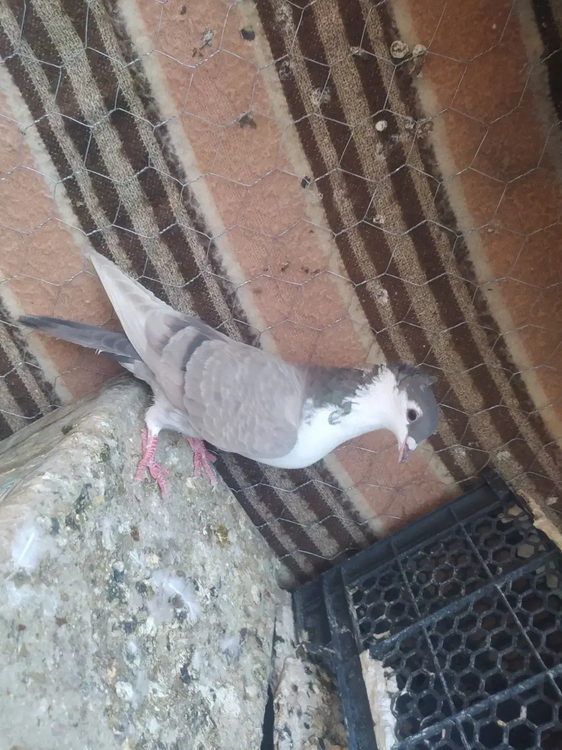 کفتر نقش روی هم لنگی 200 مفت|پرنده|طبس, |دیوار