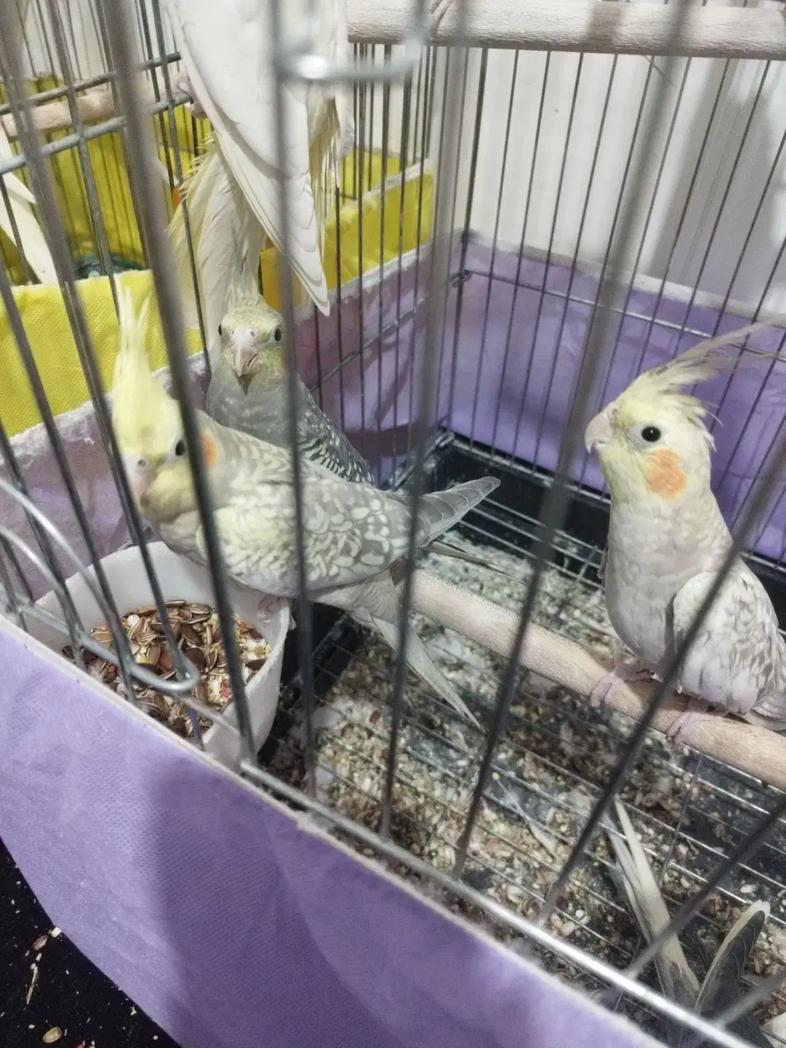 عروس هلندی|پرنده|پاکدشت, پاکدشت (مامازند)|دیوار