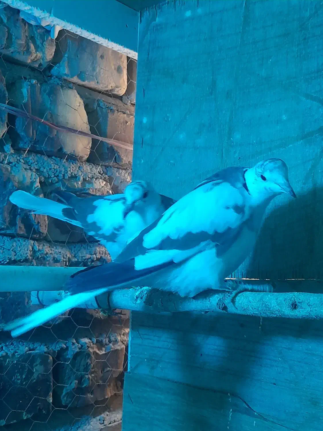 کبوترخانگی|پرنده|زابل, |دیوار