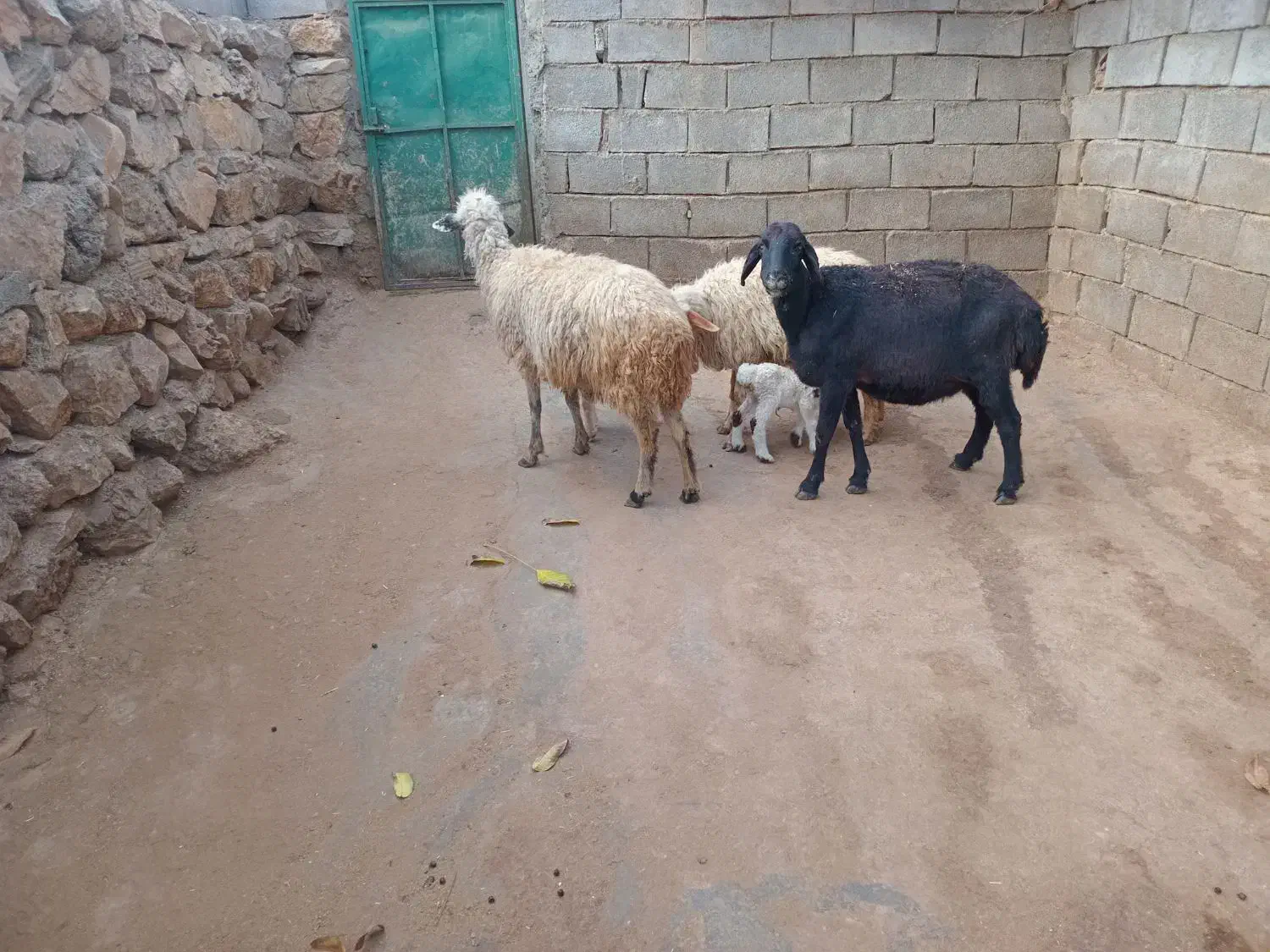 سه عدد گوسفند|حیوانات مزرعه|جوانرود, |دیوار