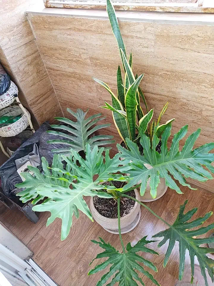 گل برگ انجیری وسانسوریا لب طلایی|گل و گیاه طبیعی|رشت, معلولین|دیوار