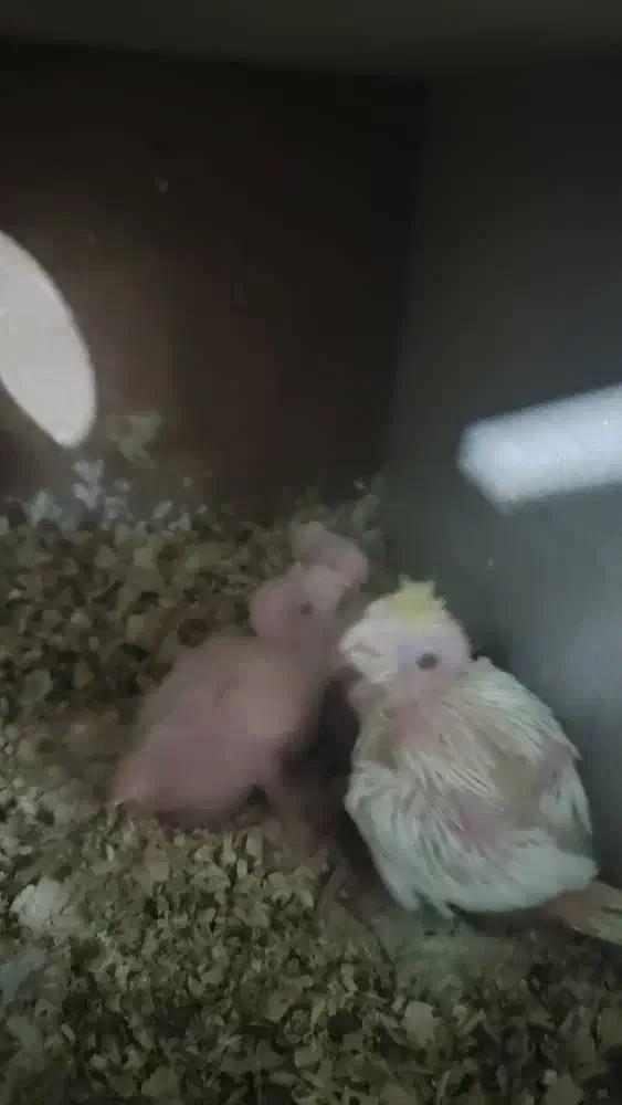 عروس هلندی لوتینوباجوجه|پرنده|قم, آذر (نکویی)|دیوار