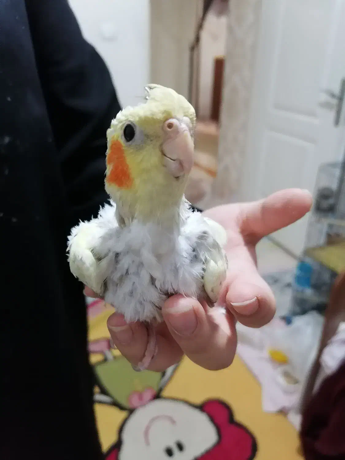 طوطی جوجه|پرنده|قم, بنیاد|دیوار