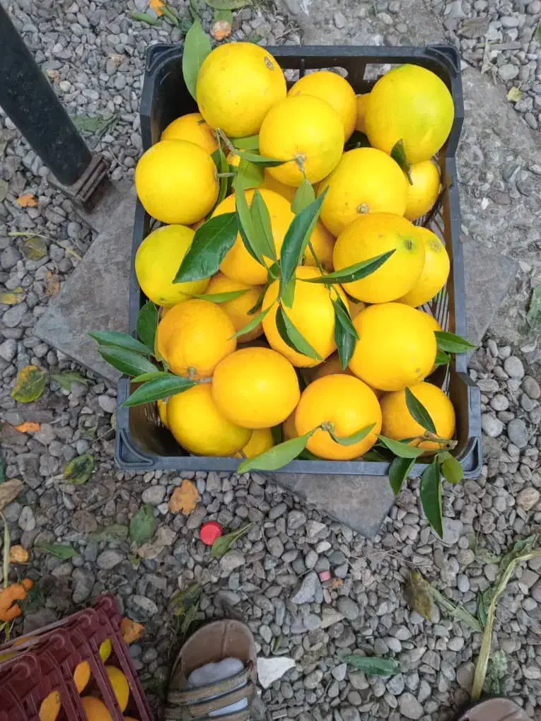 پرتقال درجه یک مستقیم با باغ دار|عمدهفروشی|زند, |دیوار