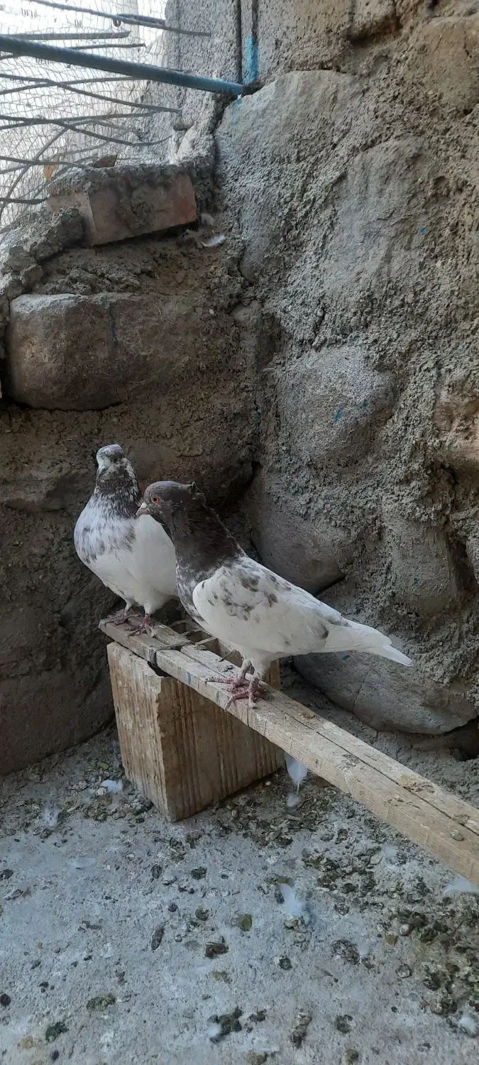 جفت کفتر کله سرخ کلاهی|پرنده|بافت, |دیوار