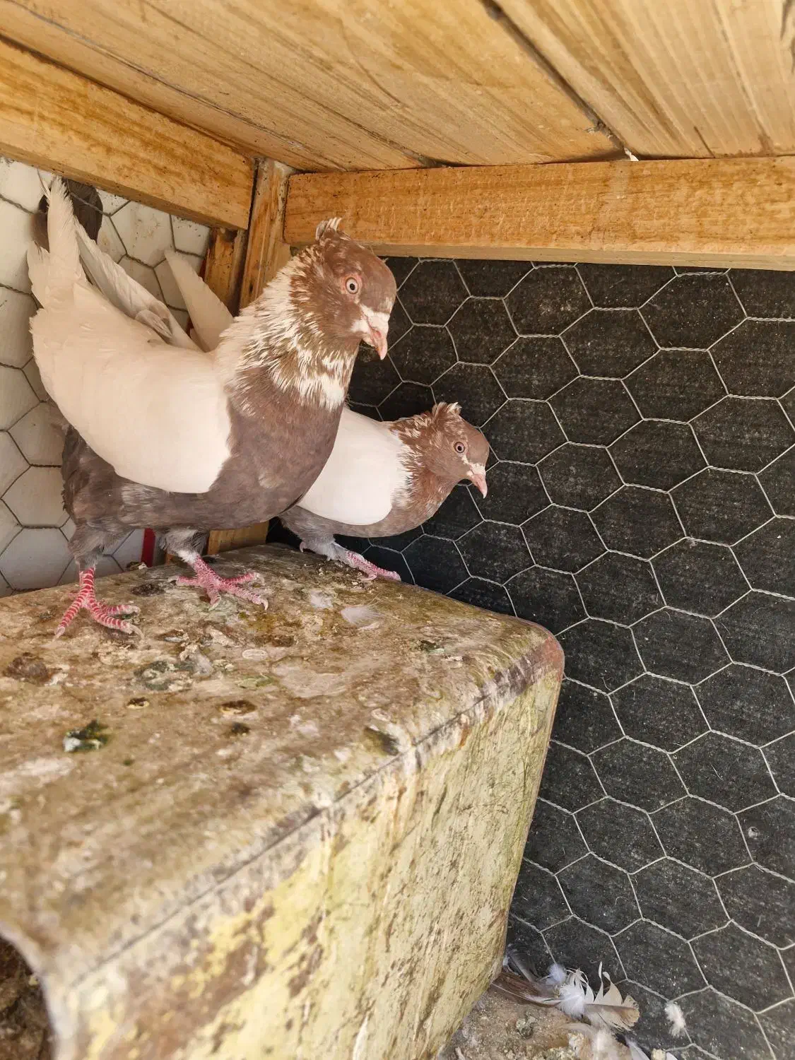 کبوتر سینه ای . کله دم سیاه .کله ماستی . طوقی|پرنده|فلاورجان, |دیوار