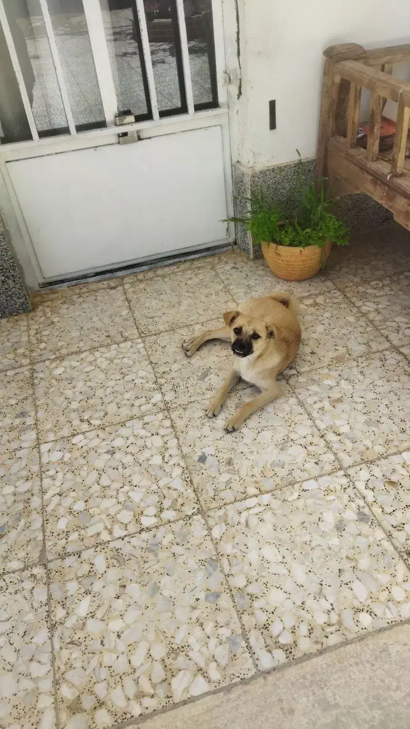 سگ پاپی پاگ|سگ|پیر بکران, |دیوار