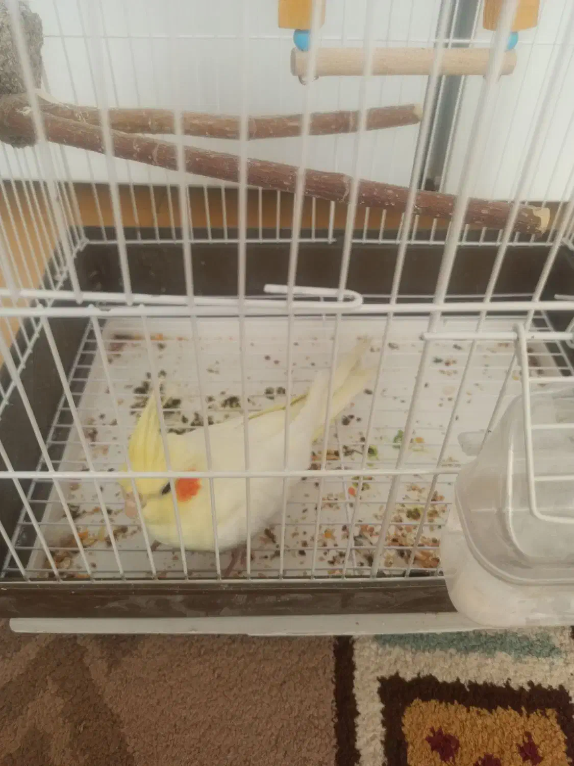 عروس هلندی لوتینو|پرنده|قزوین, |دیوار