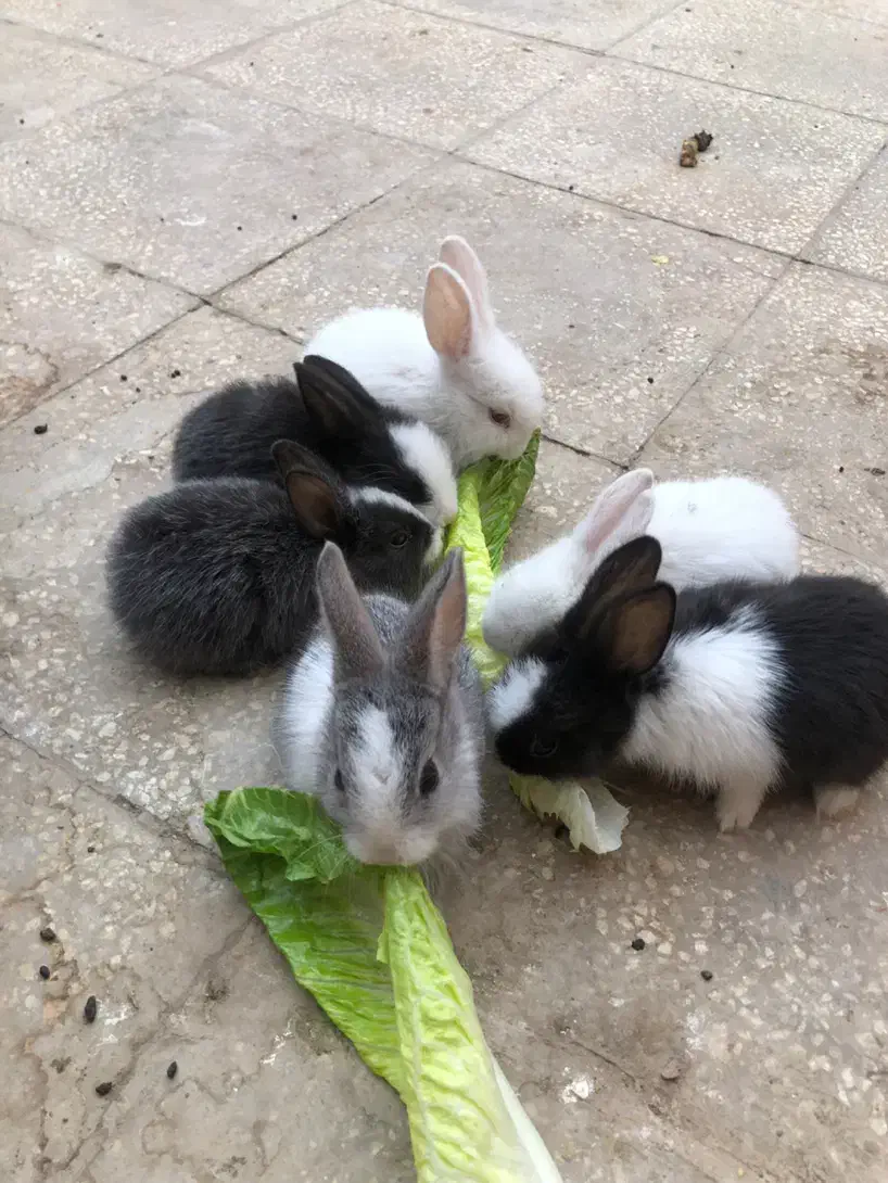 خرگوش های مینیاتوری|موش و خرگوش|کاشان, ولیعصر|دیوار