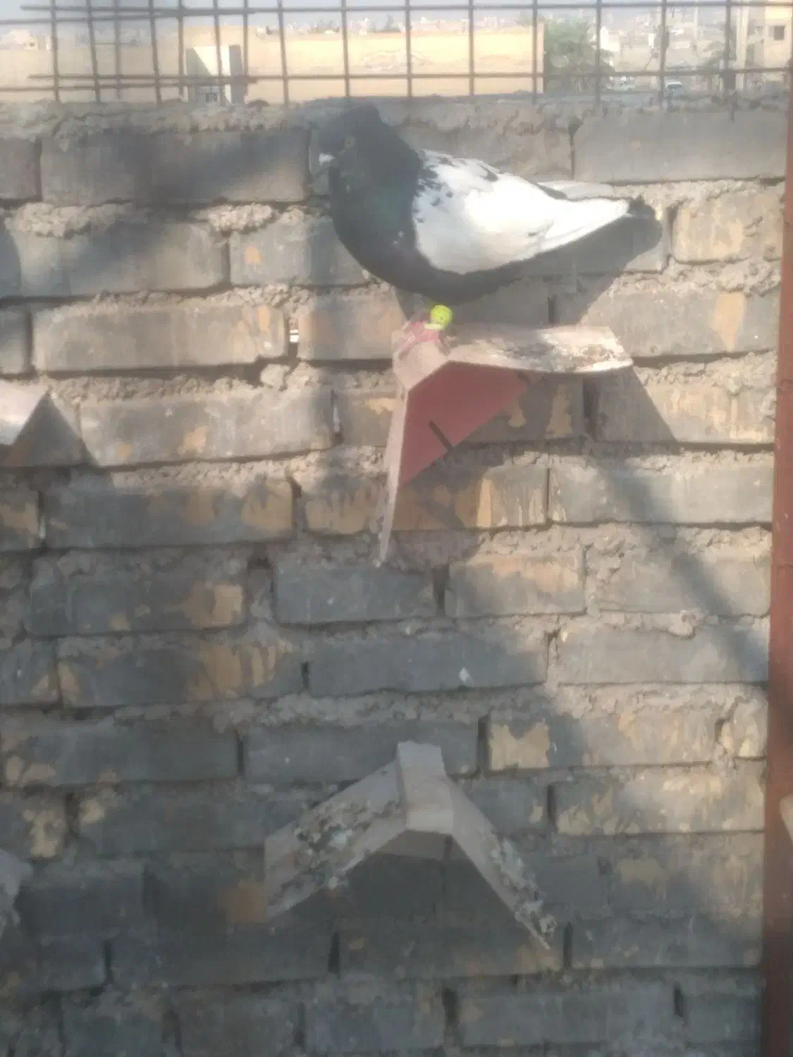 کفتر|پرنده|اهواز, علی آباد|دیوار