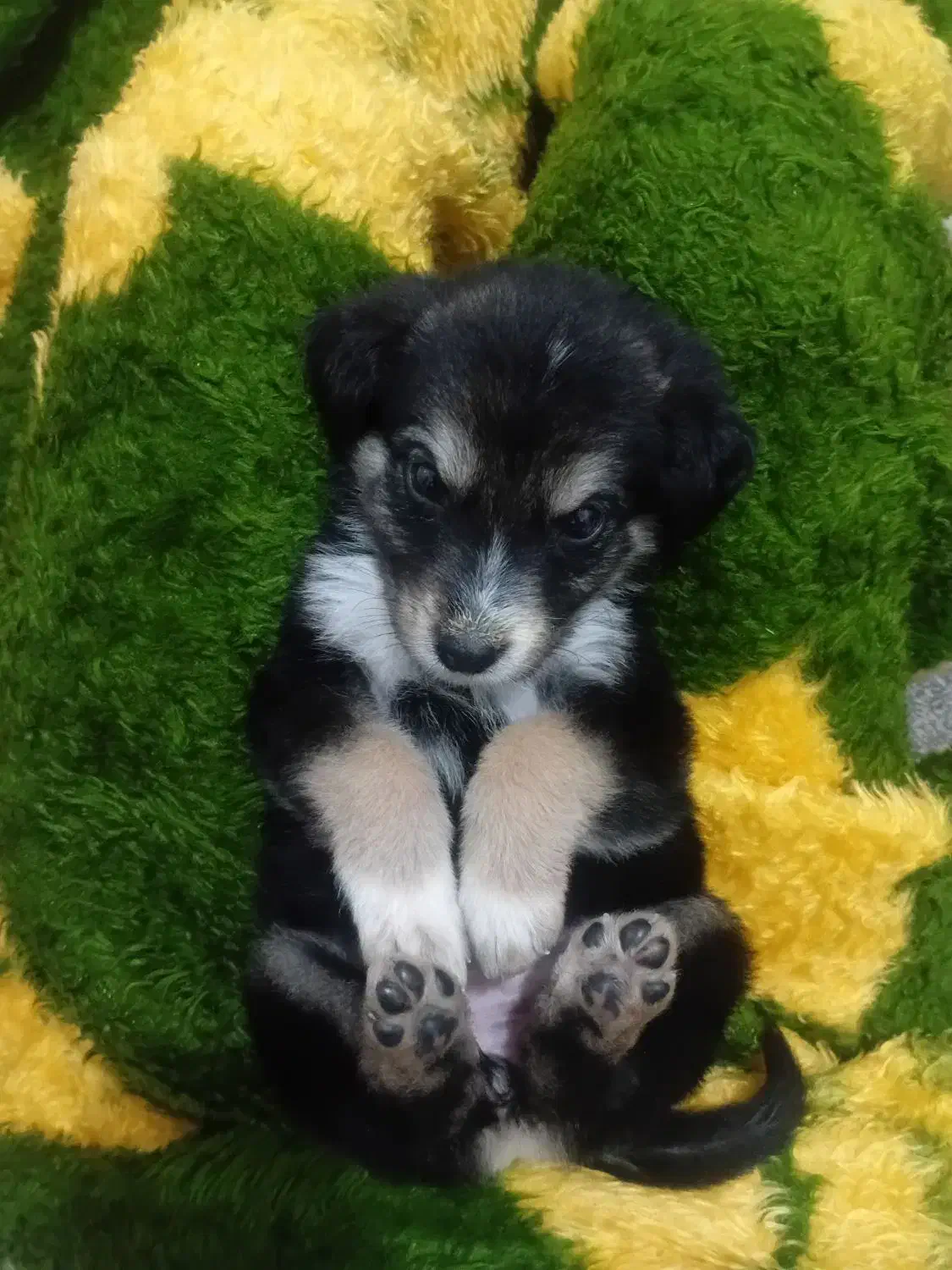 سگ دورگه|سگ|مشهد, مقصود آباد|دیوار