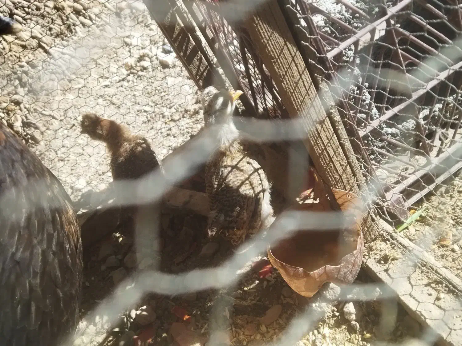 مرغ و خروس|حیوانات مزرعه|جهرم, |دیوار