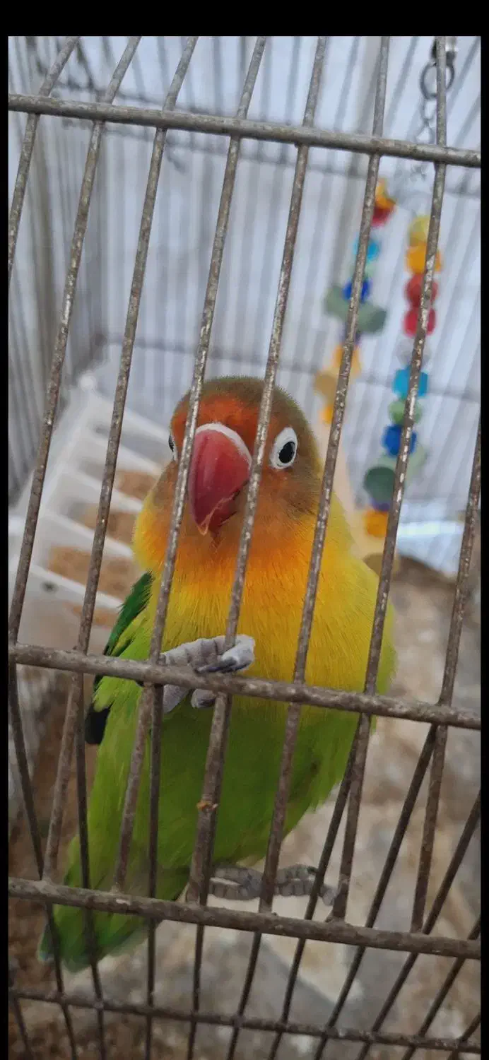 کوتوله بریزیلی فیشر|پرنده|بجنورد, |دیوار