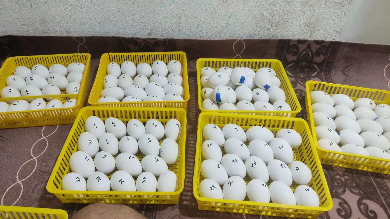 جوجه غاز20روزه|حیوانات مزرعه|شهریار, رزکان|دیوار