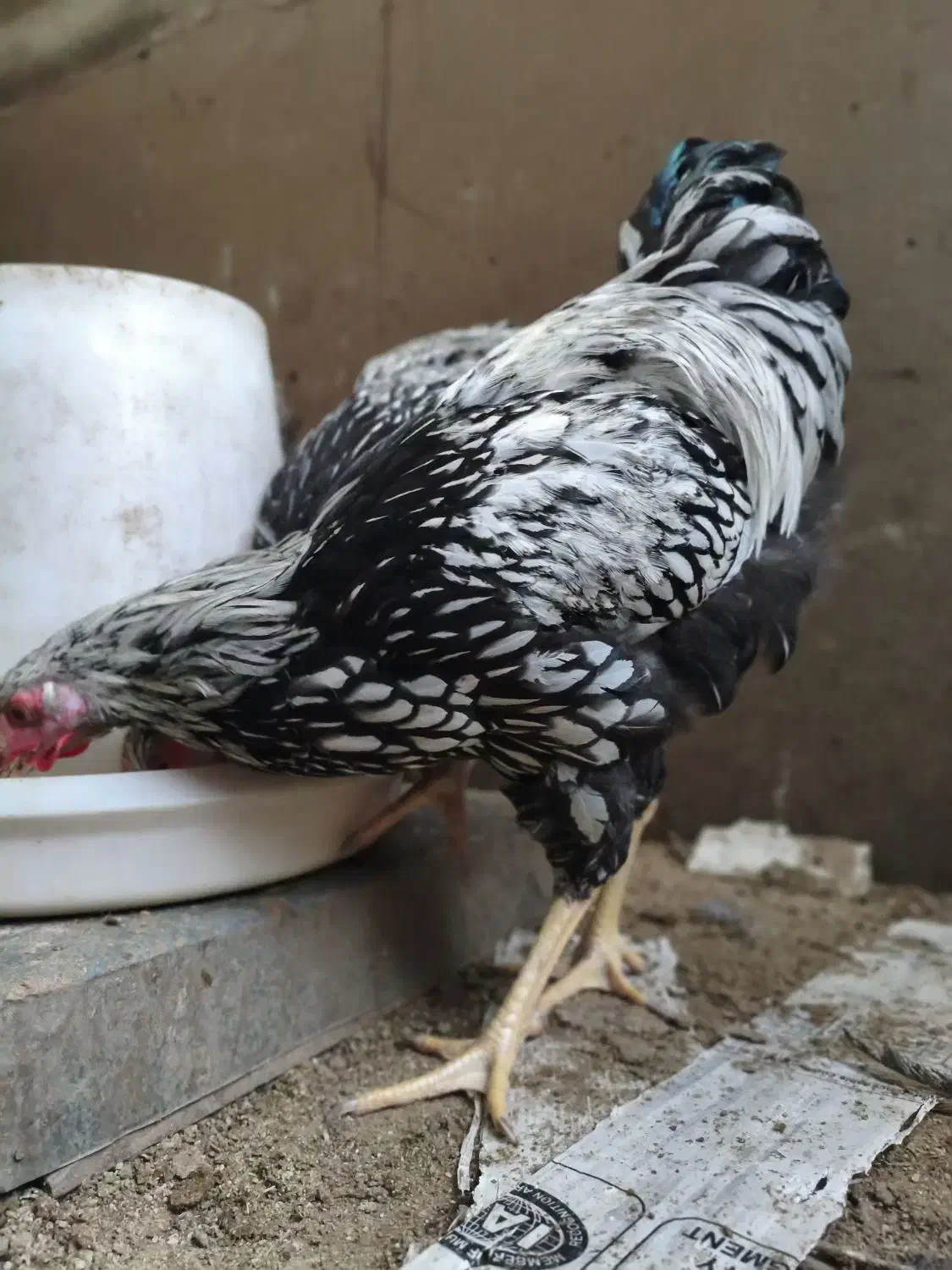 ویاندوت سیلور|حیوانات مزرعه|قائمشهر, |دیوار