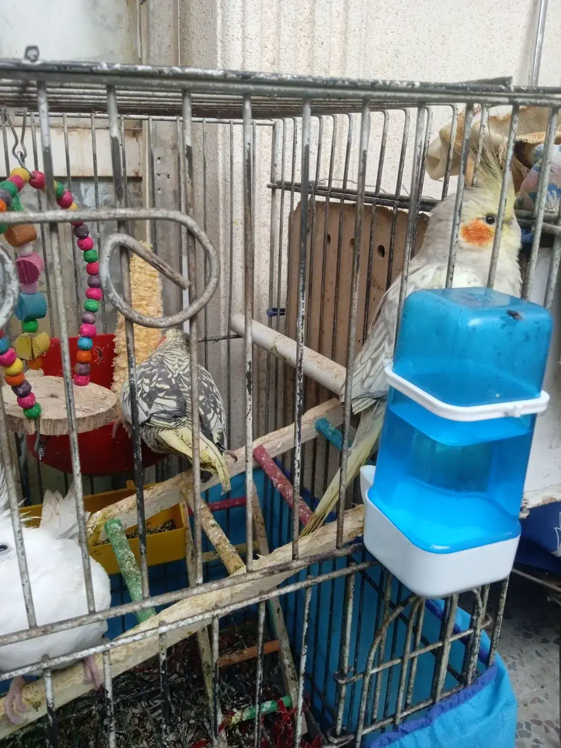 عروس هلندی|پرنده|اهواز, گلستان|دیوار